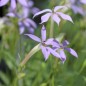 Preview: Sternenblume blue (Samen)