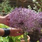 Preview: Sternkugellauch (Samen)