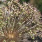 Preview: Sternkugellauch (Samen)