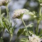 Preview: Sternkugel-Scabiose (Samen)