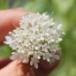 Preview: Sternkugel-Scabiose (Samen)