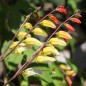 Preview: Sternwinde (Samen)