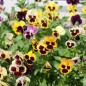 Preview: Stiefmütterchen Florist Mix (Samen)