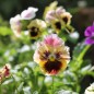 Preview: Stiefmütterchen Rococo Mix (Samen)