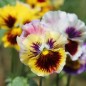 Preview: Stiefmütterchen Rococo Mix (Samen)