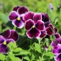 Preview: Neu! Stiefmütterchen Springtime Cassis (Samen)