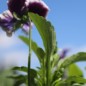Preview: Neu! Stiefmütterchen Springtime Cassis (Samen)