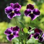 Preview: Neu! Stiefmütterchen Springtime Cassis (Samen)