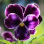 Preview: Neu! Stiefmütterchen Springtime Cassis (Samen)