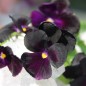 Preview: Stiefmütterchen Black King (Samen)