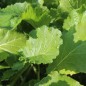 Preview: Stielmus Seventop (Samen)