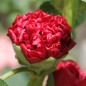 Preview: Stockrose Chater's Scarlet (Samen)