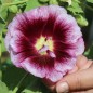 Preview: Stockrose Creme de Cassis (Samen)