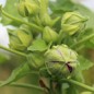 Preview: Stockrose Creme de Cassis (Samen)