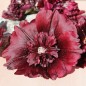 Preview: Stockrose Majorette Double Brown Red (Samen)