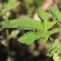 Preview: Stockrose Majorette Double Brown Red (Samen)
