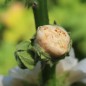Preview: Stockrose Majorette Double Champagne (Samen)