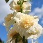 Preview: Stockrose Majorette Double Champagne (Samen)