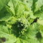 Preview: Stockrose Majorette Double Champagne (Samen)