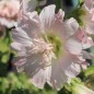 Preview: Neu! Stockrose (niedrig) Queeny Salmon (Samen)
