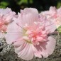 Preview: Neu! Stockrose (niedrig) Queeny Salmon (Samen)