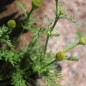 Preview: Ananas-Kamille (Samen)