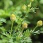 Preview: Ananas-Kamille (Samen)