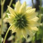 Preview: Neu! Strand-Sonnenblume Vanilla Ice (Samen)