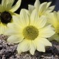 Preview: Neu! Strand-Sonnenblume Vanilla Ice (Samen)