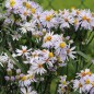 Preview: Strandaster (Samen)