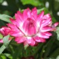 Preview: Strohblume Bright Rose (Samen)