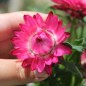 Preview: Strohblume Bright Rose (Samen)