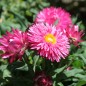 Preview: Strohblume Bright Rose (Samen)