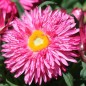 Preview: Strohblume Bright Rose (Samen)