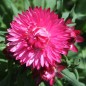 Preview: Strohblume Bright Rose (Samen)
