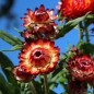 Preview: Strohblume Coppery Red (Samen)