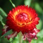Preview: Strohblume Coppery Red (Samen)