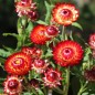 Preview: Strohblume Coppery Red (Samen)
