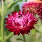 Preview: Strohblume Crimson Violet (Samen)
