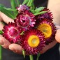 Preview: Strohblume Crimson Violet (Samen)