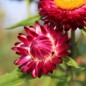 Preview: Strohblume Crimson Violet (Samen)