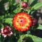 Preview: Strohblume Dark Orange (Samen)