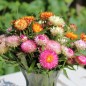 Preview: Strohblume Extra Dwarf Mix (Samen)