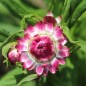 Preview: Strohblume Extra Dwarf Mix (Samen)
