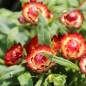 Preview: Strohblume Extra Dwarf Mix (Samen)