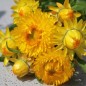 Preview: Strohblume Lemon Yellow (Samen)