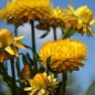 Preview: Strohblume Lemon Yellow (Samen)
