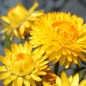 Preview: Strohblume Lemon Yellow (Samen)