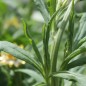 Preview: Strohblume Lemon Yellow (Samen)