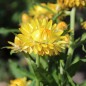 Preview: Strohblume Lemon Yellow (Samen)